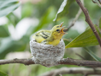 svezzare un canarino