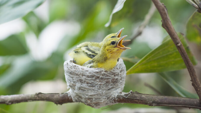 svezzare un canarino