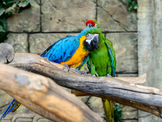 voliera di un pappagallo