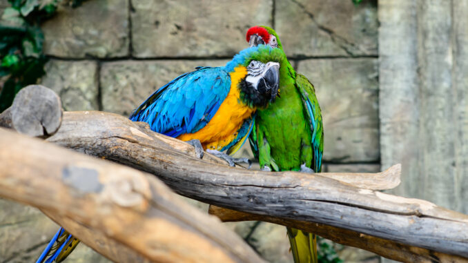 voliera di un pappagallo